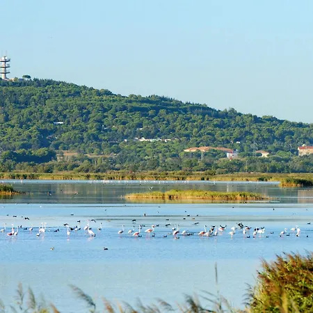 La Palme D'or-12 By Interhome Apartment